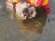 Cane cade nel canale, recuperato dai Vigili del Fuoco