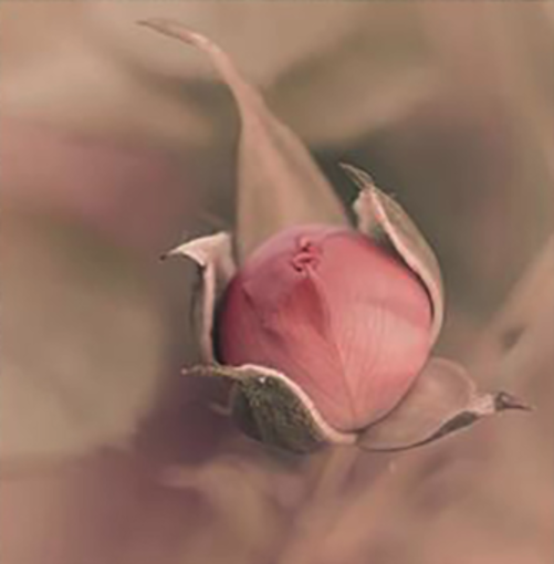 "Fatti Fiore": la fotografia di Chiara Cerri in mostra a Palazzo Tornielli "Fatti Fiore": la fotografia di Chiara Cerri in mostra a Palazzo Tornielli