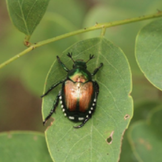 Popilia japonica, anche il nostro territorio tra le zone infestate