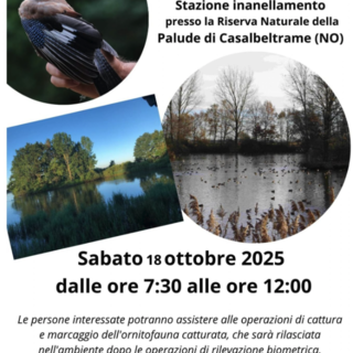 Alla scoperta dell’avifauna alla Palude di Casalbeltrame: giornata aperta alla stazione di inanellamento