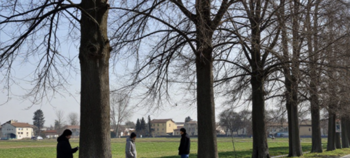 Dormelletto, alberi malati in via Tesio: al via controlli e possibili abbattimenti Dormelletto, alberi malati in via Tesio: al via controlli e possibili abbattimenti