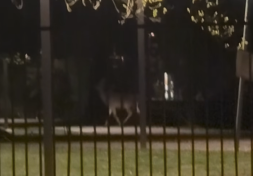 Capriolo avvistato nel Parco della Resistenza a Borgomanero