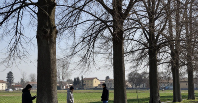 Dormelletto, alberi malati in via Tesio: al via controlli e possibili abbattimenti