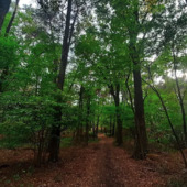 Bosco Solivo si rinnova: inaugurati gli interventi di valorizzazione della riserva Bosco Solivo si rinnova: inaugurati gli interventi di valorizzazione della riserva