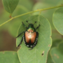 Popilia japonica, anche il nostro territorio tra le zone infestate