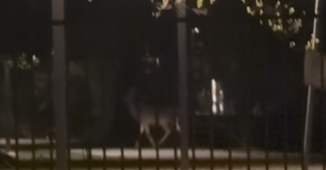 Capriolo avvistato nel Parco della Resistenza a Borgomanero