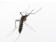 Trecate: avviata la campagna annuale di lotta alle zanzare