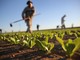 "Gli agricoltori non sono inutili, garantiscono cibo e presidiano il territorio"