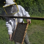 Api e miele, la Regione punta a rinforzare il ronzio. Bongioanni: &quot;Due milioni per l’apicoltura piemontese&quot;
