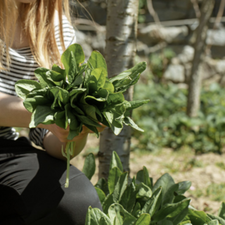 A Varallo Pombia torna la Festa dell’Agricoltura Biologica e Sociale: protagonisti natura, gusto e comunità