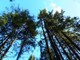 “Gestione degli alberi in aree estensive: valore, sicurezza, paesaggio” convegno di Confartigianato a Novara