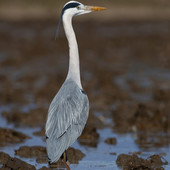 Cento anni della garzaia di Casalino: convegno e visita guidata per celebrare la colonia storica