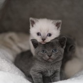 Un amico peloso in salute: trattamenti antiparassitari per cuccioli e gattini oltre le 6 settimane di vita