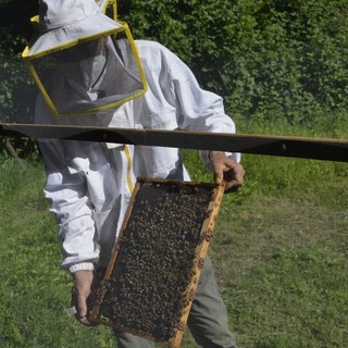 Api e miele, la Regione punta a rinforzare il ronzio. Bongioanni: &quot;Due milioni per l’apicoltura piemontese&quot;