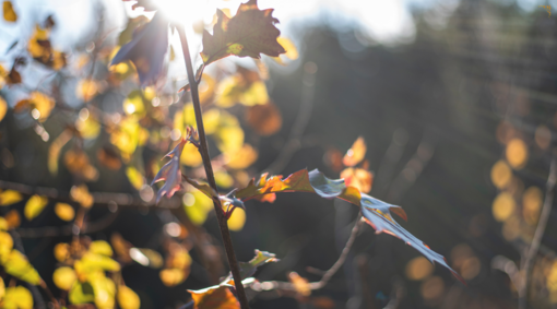Ciao ciao estate, diamo il benvenuto all'autunno!