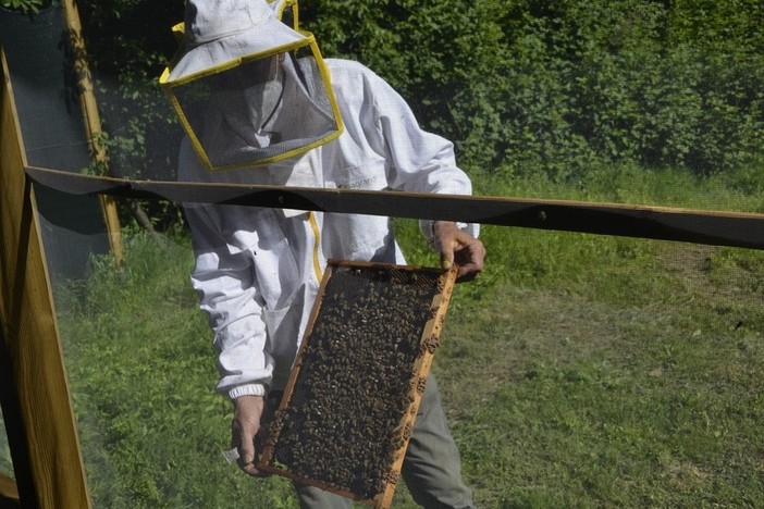 Api e miele, la Regione punta a rinforzare il ronzio. Bongioanni: &quot;Due milioni per l’apicoltura piemontese&quot;