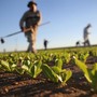 Agricoltura, dalla Giunta regionale 95 milioni per l'attivazione dei bandi dello sviluppo rurale