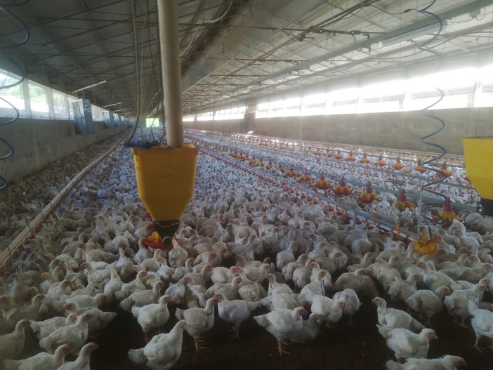 Focolaio di influenza aviaria nel novarese: diversi comuni sotto osservazione