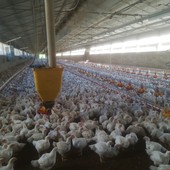 Focolaio di influenza aviaria nel novarese: diversi comuni sotto osservazione