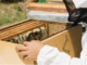 In Piemonte è nata una polizza che tutela gli apicoltori
