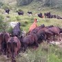 Regione Piemonte, rientro anticipato dai pascoli: contrasto e prevenzione della dermatite nodulare