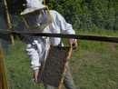 Api e miele, la Regione punta a rinforzare il ronzio. Bongioanni: "Due milioni per l’apicoltura piemontese" Api e miele, la Regione punta a rinforzare il ronzio. Bongioanni: "Due milioni per l’apicoltura piemontese"
