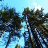 “Gestione degli alberi in aree estensive: valore, sicurezza, paesaggio” convegno di Confartigianato a Novara