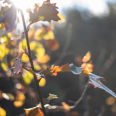 Ciao ciao estate, diamo il benvenuto all'autunno!