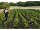 Al via il bando per il servizio civile in agricoltura