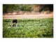 Agricoltura, la Regione: “Nuovo voucher va rivisto per favorire imprese e lavoratori”