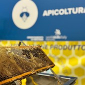 Il regno delle api, sentinelle della natura: la regione finanzia un progetto nelle scuole del novarese Il regno delle api, sentinelle della natura: la regione finanzia un progetto nelle scuole del novarese