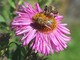 Il 20 maggio è la Giornata mondiale delle api: ecco il perchè