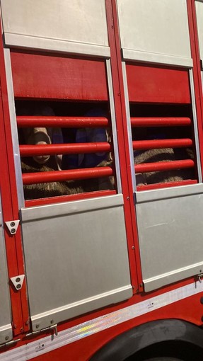 Trasportavano 600 pecore senza documentazione, sanzionati due camionisti