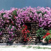 “Balconi in Fiore” rilancia con il nuovo concorso