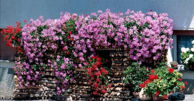 “Balconi in Fiore” rilancia con il nuovo concorso
