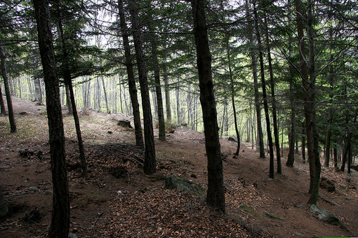 Coldiretti Piemonte, giornata foreste: serve cambio di passo su gestione dei boschi