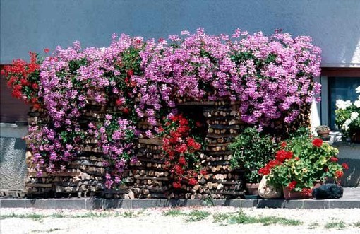 Aperte le iscrizioni per il concorso &quot;Balconi in fiore&quot;