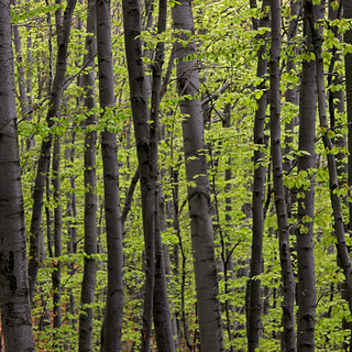 La regione lancia i Piani Forestali di Indirizzo Territoriale: un incontro a Novara