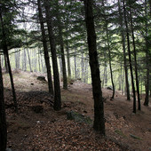Prende forma il 'Cluster Legno Piemonte': imprese e Regione insieme per rafforzare la filiera forestale