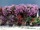 Torna “Balconi in fiore”: al via le iscrizioni alla gara di bellezza urbana promossa da Novara Green