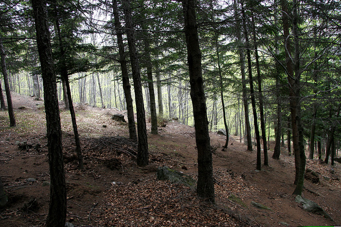 Coldiretti Piemonte, giornata foreste: serve cambio di passo su gestione dei boschi