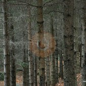 Foreste del futuro, in Piemonte nasce la “banca del Dna”: selezionati i semi più resistenti