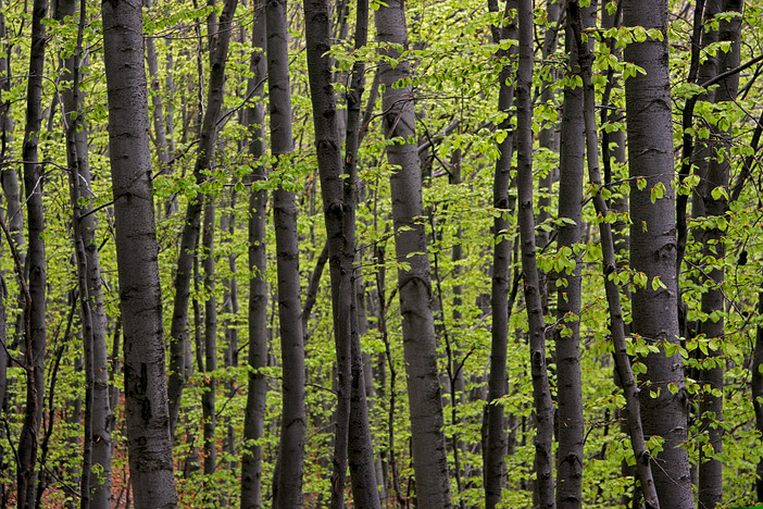 La regione lancia i Piani Forestali di Indirizzo Territoriale: un incontro a Novara