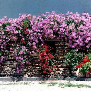 Aperte le iscrizioni per il concorso &quot;Balconi in fiore&quot;