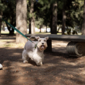 Anche a Novara contributi per le campagne educative sul possesso responsabile dei cani
