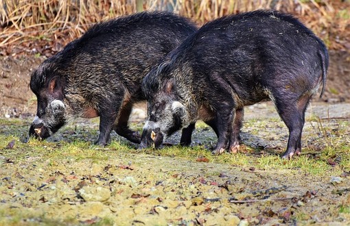 Caccia, appello di Piemonte e Lombardia per consentirne lo svolgimento