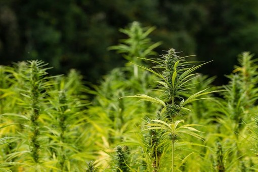 Coltivazione della cannabis: il Consiglio Regionaledà il via libera per la canapa e le sue filiere produttive