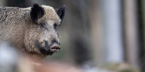 Grignasco: cattura un cinghiale con una trappola, denunciato dai Forestali Grignasco: cattura un cinghiale con una trappola, denunciato dai Forestali