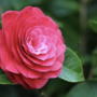 A Gozzano la 35ª edizione della Mostra della Camelia