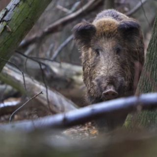 Peste suina, Coldiretti: “Bene nomina commissario, ora accelerare su misure straordinarie per contenere i cinghiali”